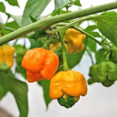 Chili Pepper '7 Pod Yellow'