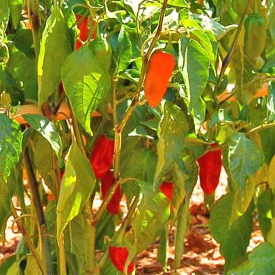 Chili Pepper 'Naga Morich Red'