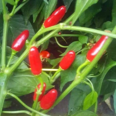 Chili Pepper 'Siberian House'