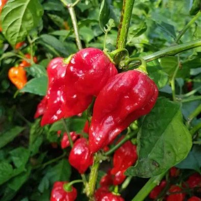 Chili Pepper 'Devils Tongue Red'