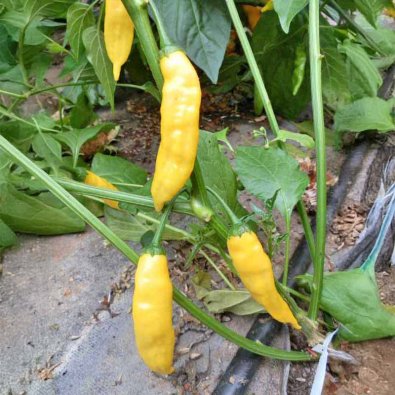 Chili Pepper 'Aji Pineapple'