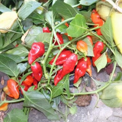 Chili Pepper 'Billy Goat'