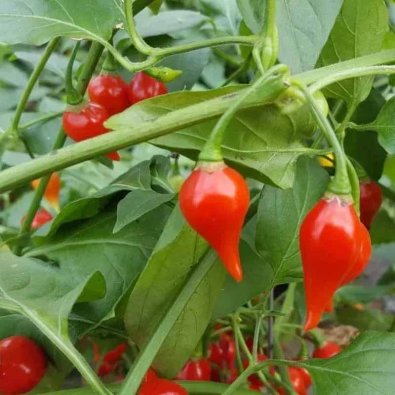 Chili Pepper 'Chupetinho'