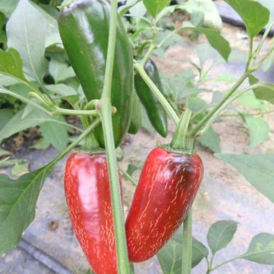 Chili Pepper 'Biker Bills Jalapeno'