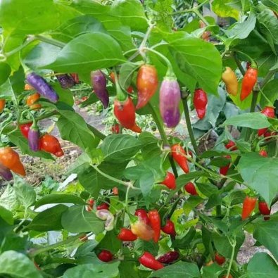 Chili Pepper 'Condors Beak'
