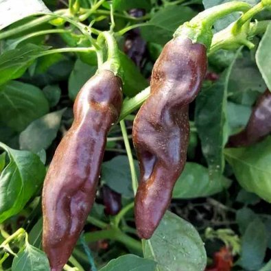 Chili Pepper 'Ecuadorian Brown'