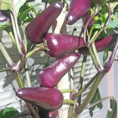 Chili Pepper 'Starfire Purple'