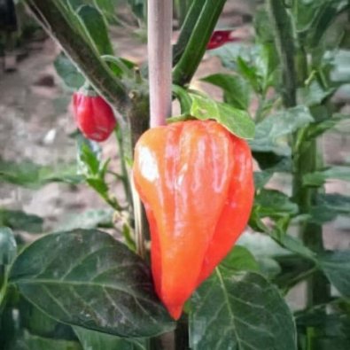 Chili Pepper 'Fatalii Red'