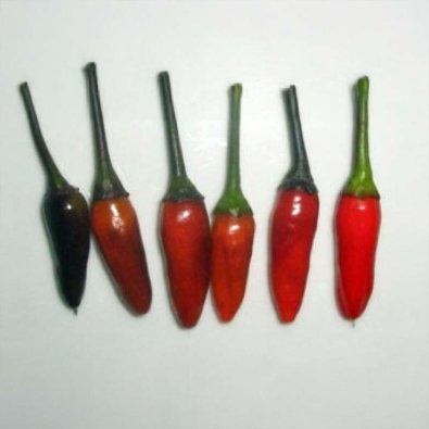 Chili Pepper 'Royal Black'