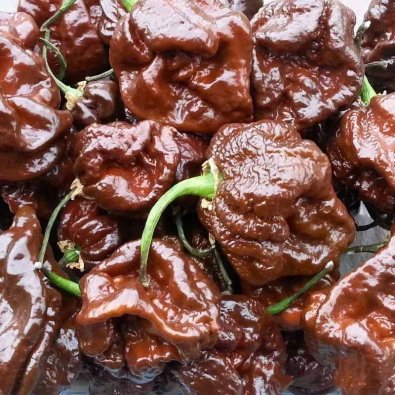 Chili Pepper 'Trinidad Scorpion Chocolate'