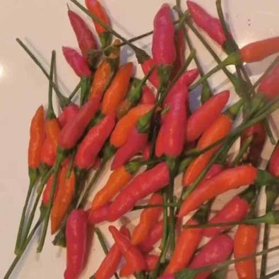 Chili Pepper 'Zimbabwe Birdseye'