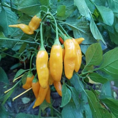 Chili Pepper 'Aji Cito'