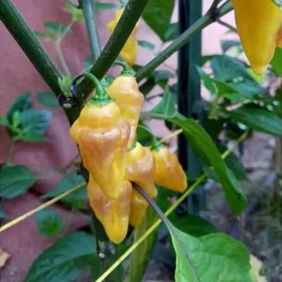 Chili Pepper 'Bolivian Bumpy'