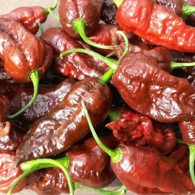 Chili Pepper 'Bhut Jolokia Chocolate'