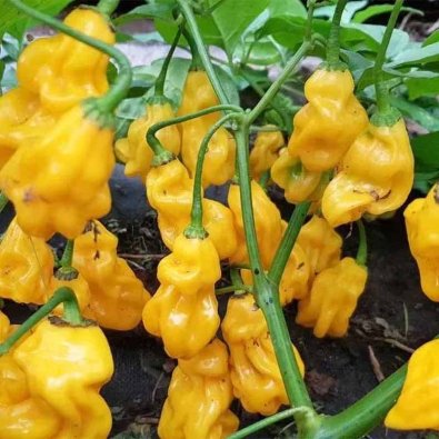 Chili Pepper 'Goronong Yellow'