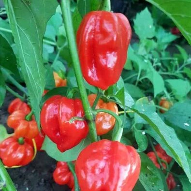 Chili Pepper 'Habanero Aji Umba Red (Adjuma)'