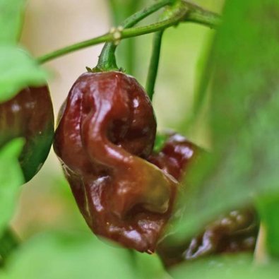 Chili Pepper 'Habanero Brown'