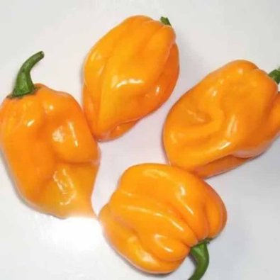 Chili Pepper 'Scotch Bonnet Yellow - Big Sun'