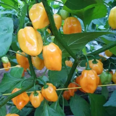 Chili Pepper 'Scotch Bonnet Burkina Yellow'