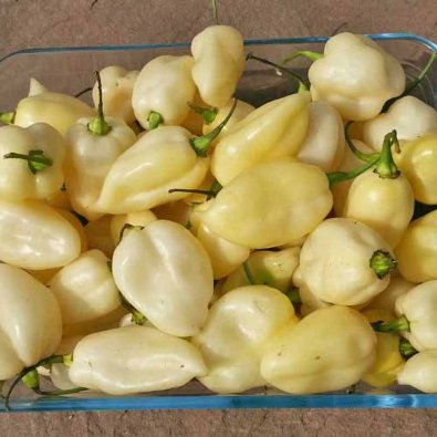 Chili Pepper 'Bhut Jolokia White'