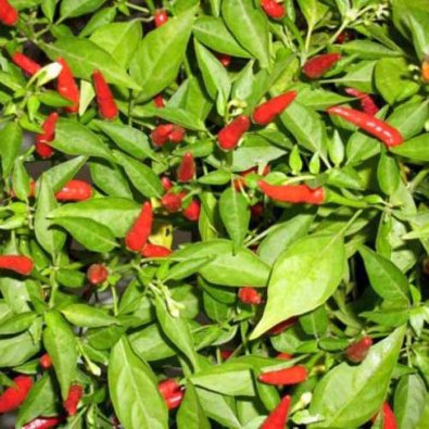 Chili Pepper 'Bird Eyes'