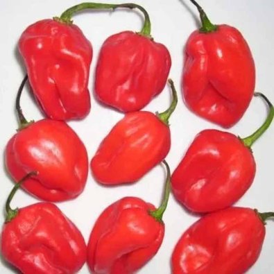 Chili Pepper 'Habanero Madame Jeanette Red'