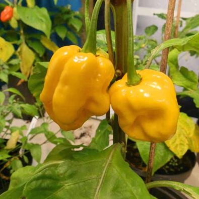 Chili Pepper 'Trinidad Scorpion Moruga Blend Yellow'