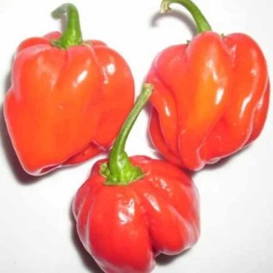 Chili Pepper 'Habanero Congo Trinidad'