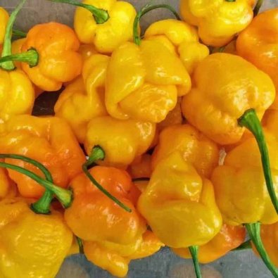 Chili Pepper 'Trinidad Scorpion Brainstrain Yellow'