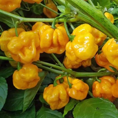 Chili Pepper 'Foodorama Scotch Bonnet'