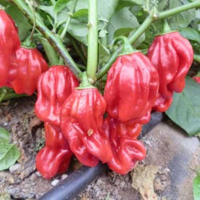 Chili Pepper 'Habanero Ugandian Red'