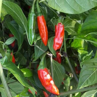 Chili Pepper 'Krishna Jolokia'