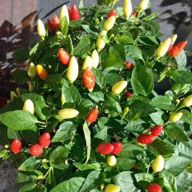 Chili Pepper 'Prairie Fire'