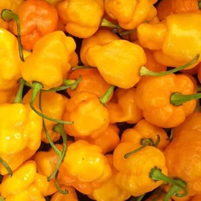 Chili Pepper '7 Pot Brainstrain Yellow'