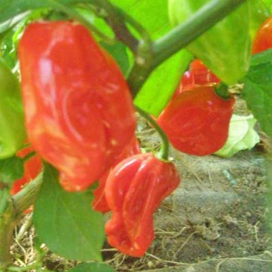 Chili Pepper 'Harold St. Barts Red'