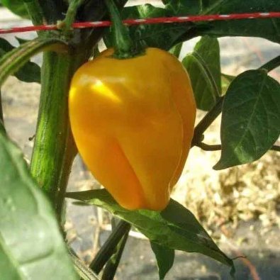 Chili Pepper 'Habanero Bido Tacana Yellow'