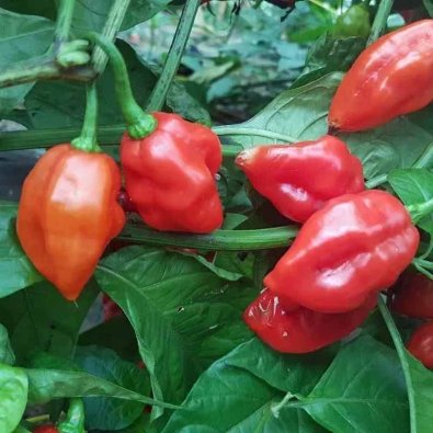 Chili Pepper 'Habanero Santana Red'