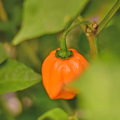 Chili Pepper 'Habanero Tenziha Yellow'