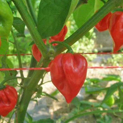 Chili Pepper 'Habanero Francisca Red TM'