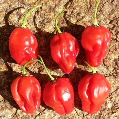 Chili Pepper 'Habanero MauruSauru'