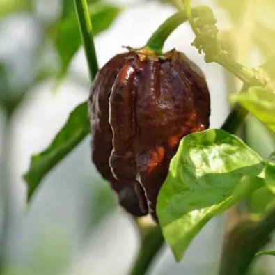Chili Pepper 'Trinidad Scorpion Moruga Blend Brown'