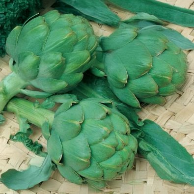 Artichoke 'Gros Vert de Laon'