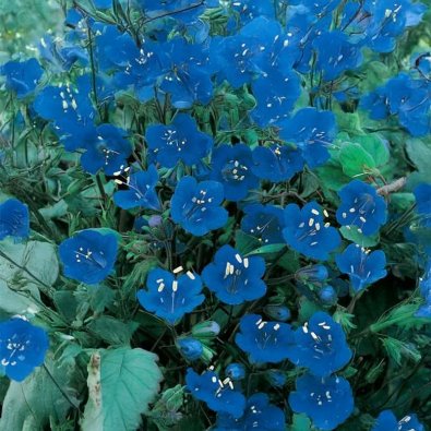 Phacelia 'Honeybee Friend'