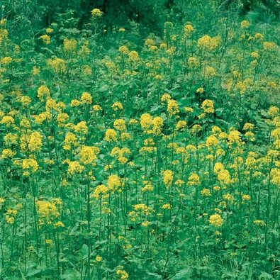 Green Manure Yellow Mustard