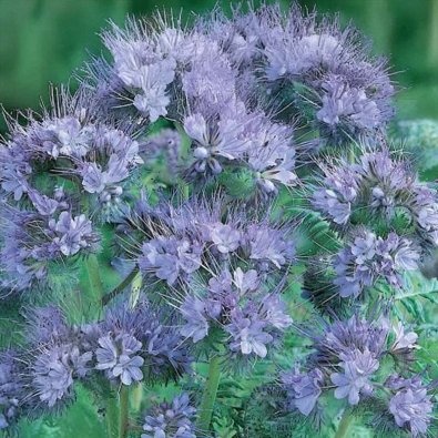Green Manure Phacelia