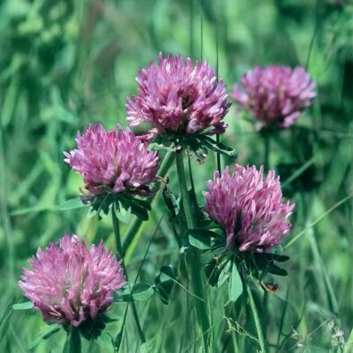 Green Manure Red Clover
