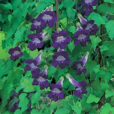 Climbing Snapdragon 'Bocca'