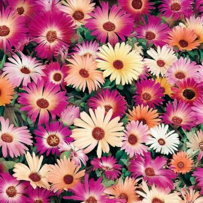 Livingstone Daisy 'Noon'