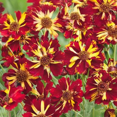 Coreopsis 'Roulette'