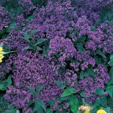 Heliotrope 'Vanilla'